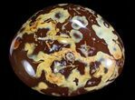 Colorful, Polished Carnelian Agate #70820-1